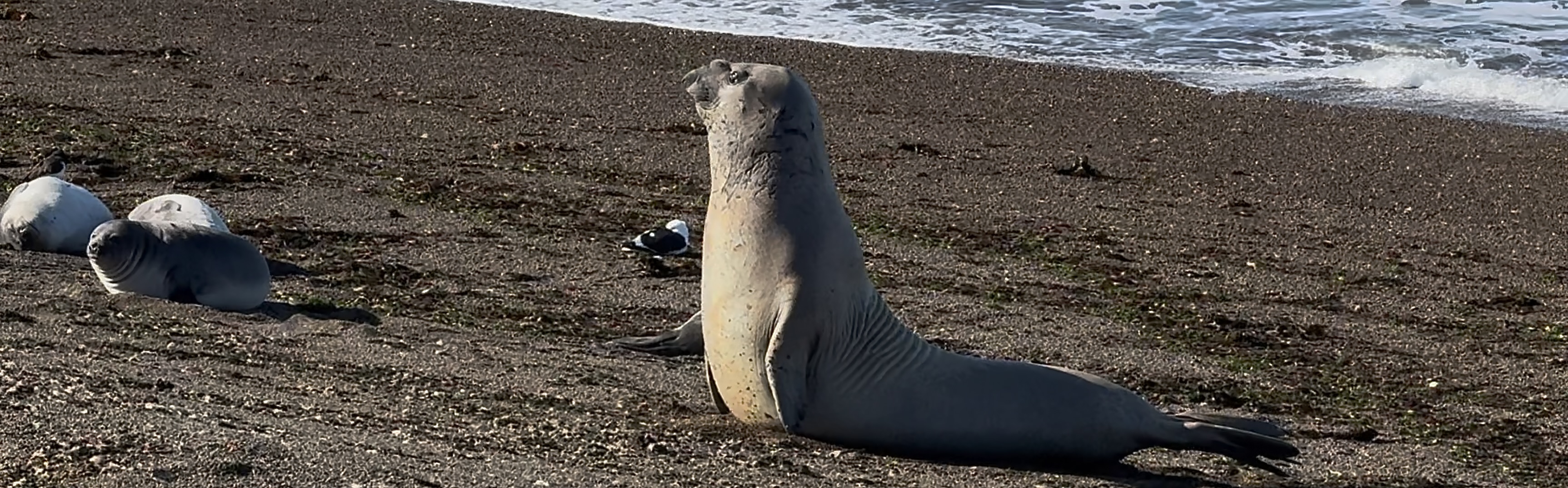 Als de stilte spreekt